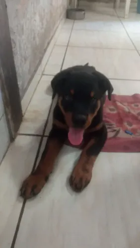 Rottweiler