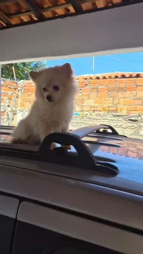 Filhotes de Spitz alemão (Lulu da Pomerânia)