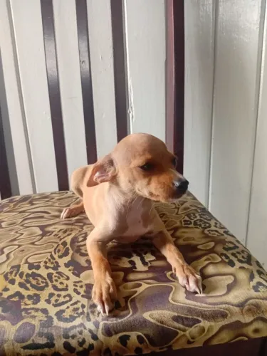 Cachorro pinscher n 1