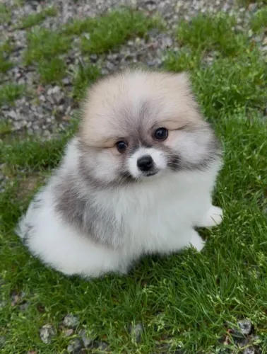 Lulu da Pomerânia Spitz alemão Filhotes