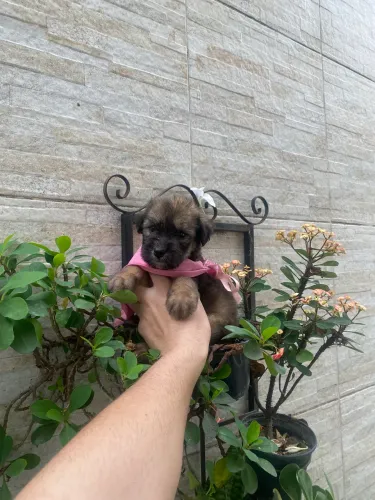 Shitzu com maltês fêmea linda