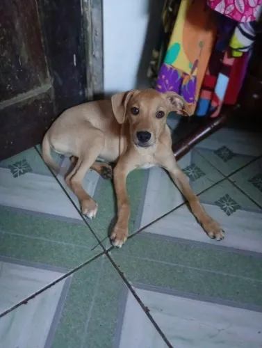 Doação de cachorro