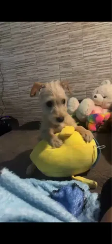 Doação de cachorrinho