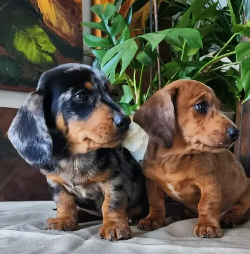 Com Várias Cores a Pronta Entrega. Dachshund 