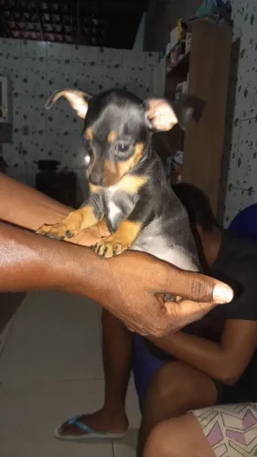 Cachorro pinscher 