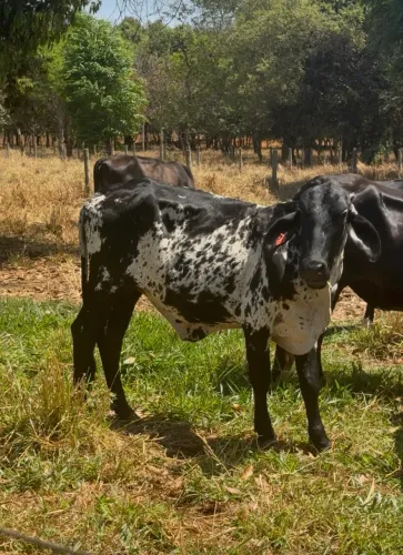 Novilhas girolandas
