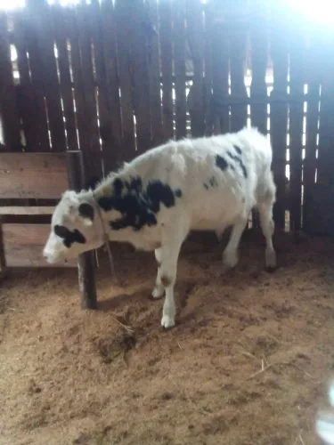Holandês Macho