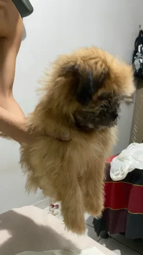 Vendo Shitzu Filhote