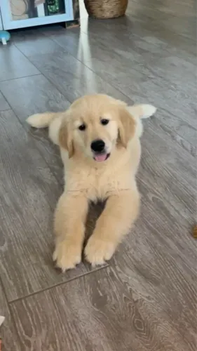 Golden retriever procedência machos e fêmeas