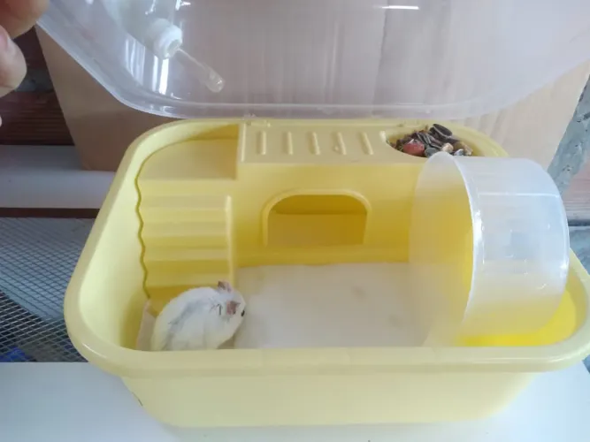 Casinha pra Hamster