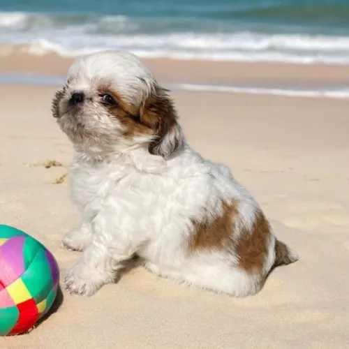 Filhote Shih Tzu macho