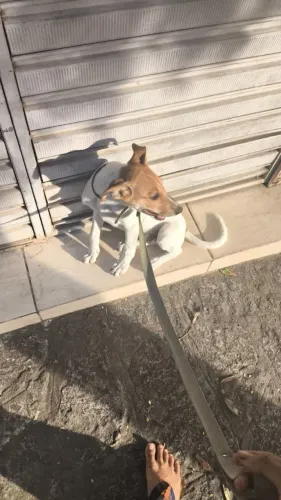 Filhote de cachorro para adoção - Fêmea 