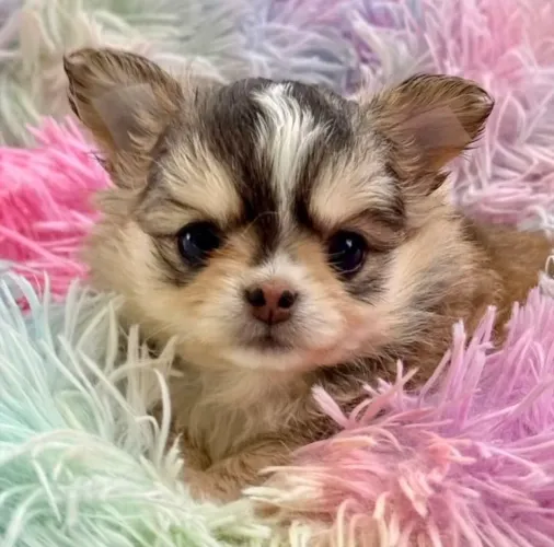 Chihuahua lindo