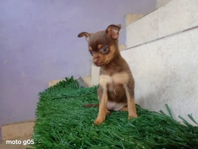 Vendo lindos filhotes de chihuahua fêmea na côr chocolate vermífugadas pronta entrega