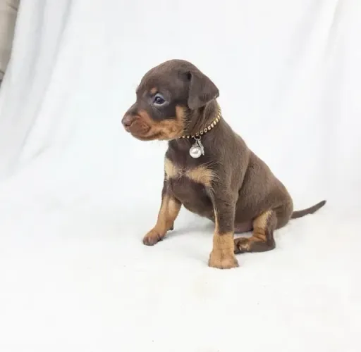 Pinscher - Vacina V10 Importada: Proteja Seu Pet com Cuidado