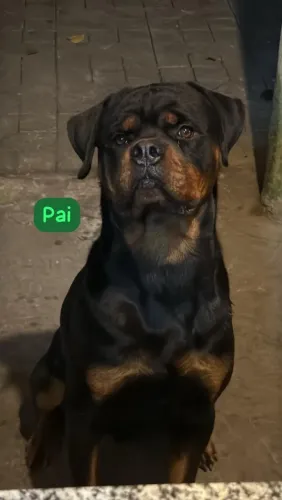 Vendo filhotes de Rottweiler.