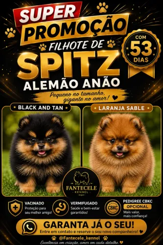 Filhotes machos de Spitz alemão anão 