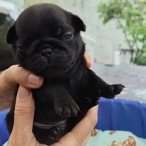 Pug filhotes