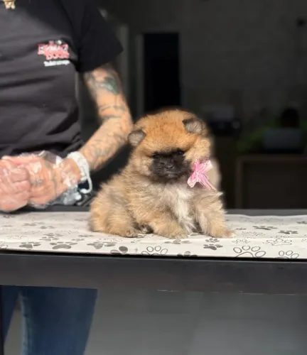 Spitz Alemão Anão muito fofo