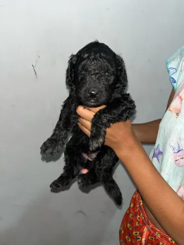Filhote de poodles