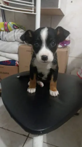 Pinscher fêmea 4 meses