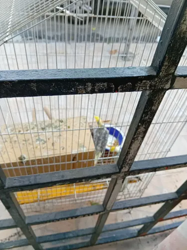 Animais. Passaros