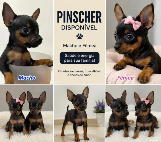 Cachorro