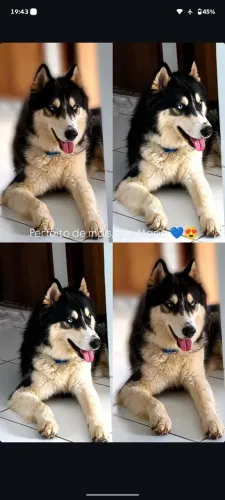 Procura namorada para meu husky siberiano