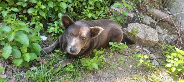 Doação de cachorrinha