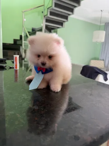 Spitz alemão macho e fêmea 
