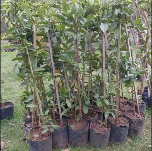 Mudas Frutíferas e Ornamentais
