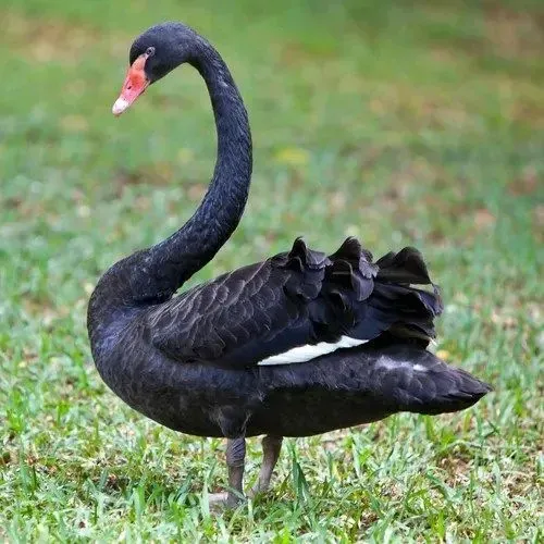 CISNE NEGRO ?