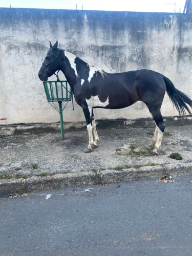 Égua mangalarga