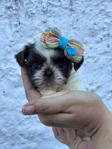 Filhotes de Shih Tzu