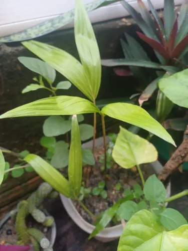 Mudas de plantas de acaizeiro