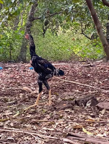 Vendo frango indo gigante e franga 