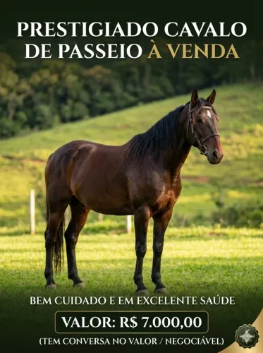 Cavalo 