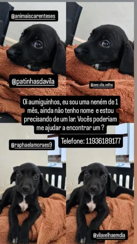 ADOÇÃO