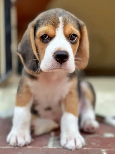 Seu Novo Aventureiro Filhote de Beagle