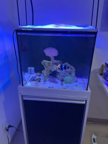 Aquário marinho com móveis