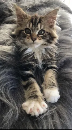 Maine coon - filhotes lindos conferir