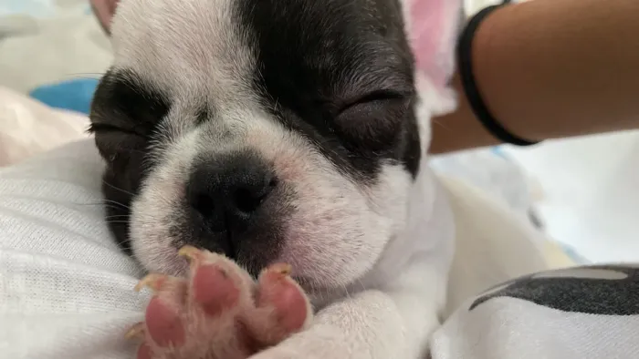 Filhote buldogue francês fêmea