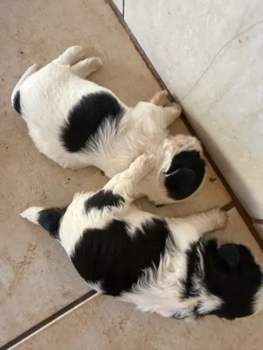 Shih tzu femea