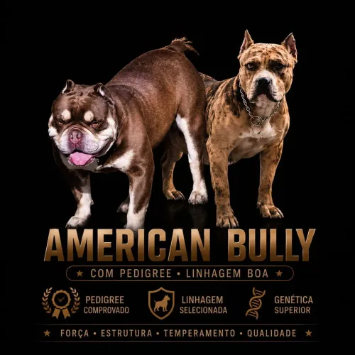 Filhotes American Bully 