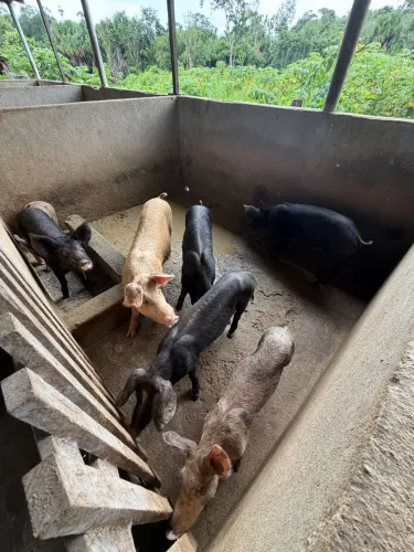 vendo porco
