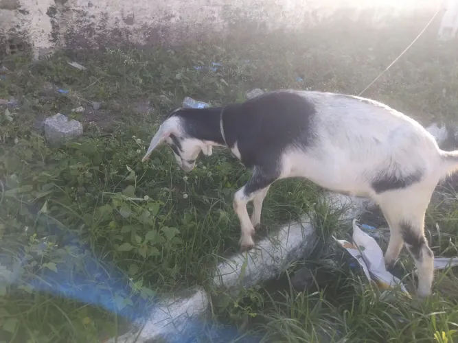 Bode cabrito