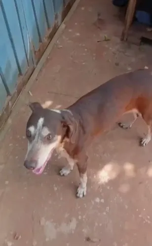 Marrom linda cachorro especial 