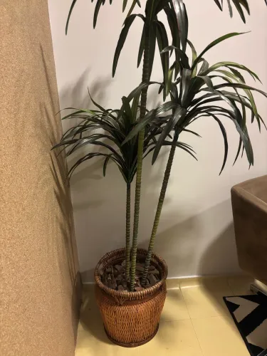 Planta e Vaso decorativo