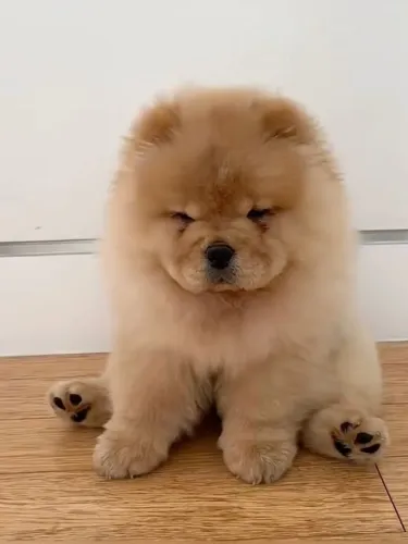 Filhotes De Chow Chow - Leve Um Lar A Um Filhote E Ganhe Amor Pra Sempre