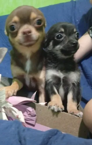 Chihuahua Tenho Apenas 1 Filhote Macho Da Cor Black Tan Vacinado Disponível Para Venda